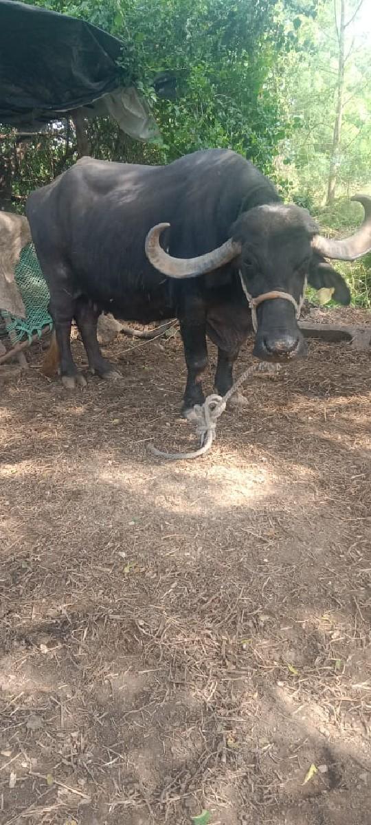 ભેંસ વેચવાની છે