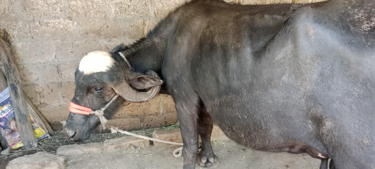 થંબનેલ 2