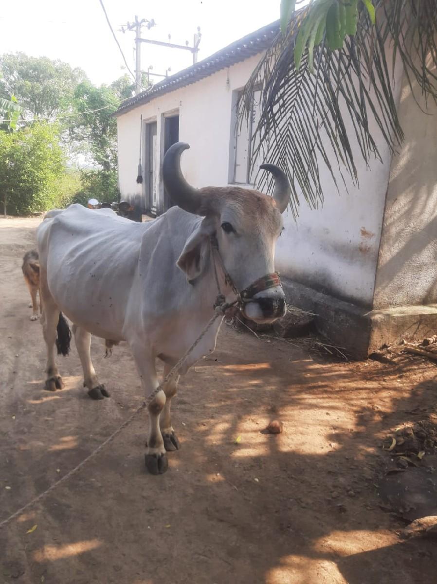 બળદ વેચવાનો છે
