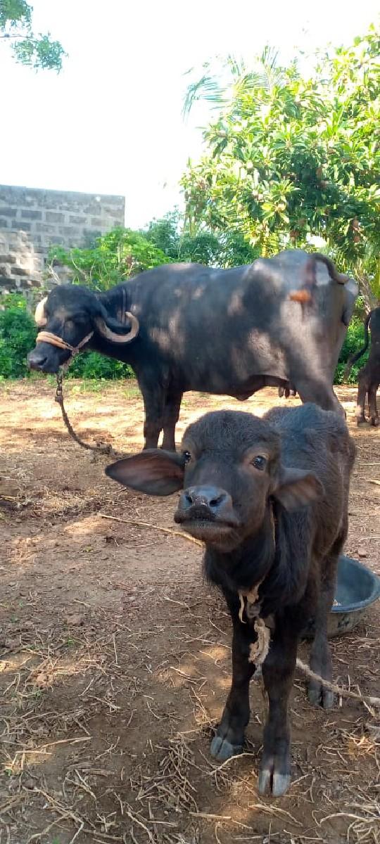 થંબનેલ 3