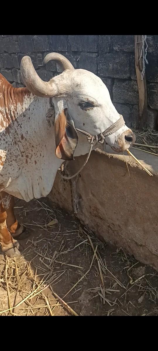 થંબનેલ 2