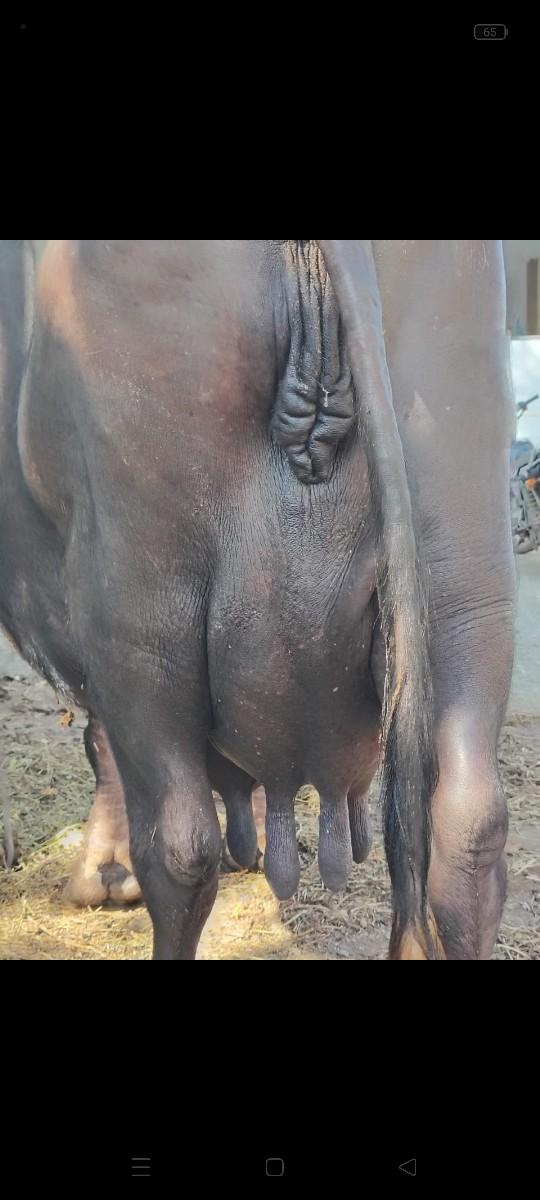 થંબનેલ 1