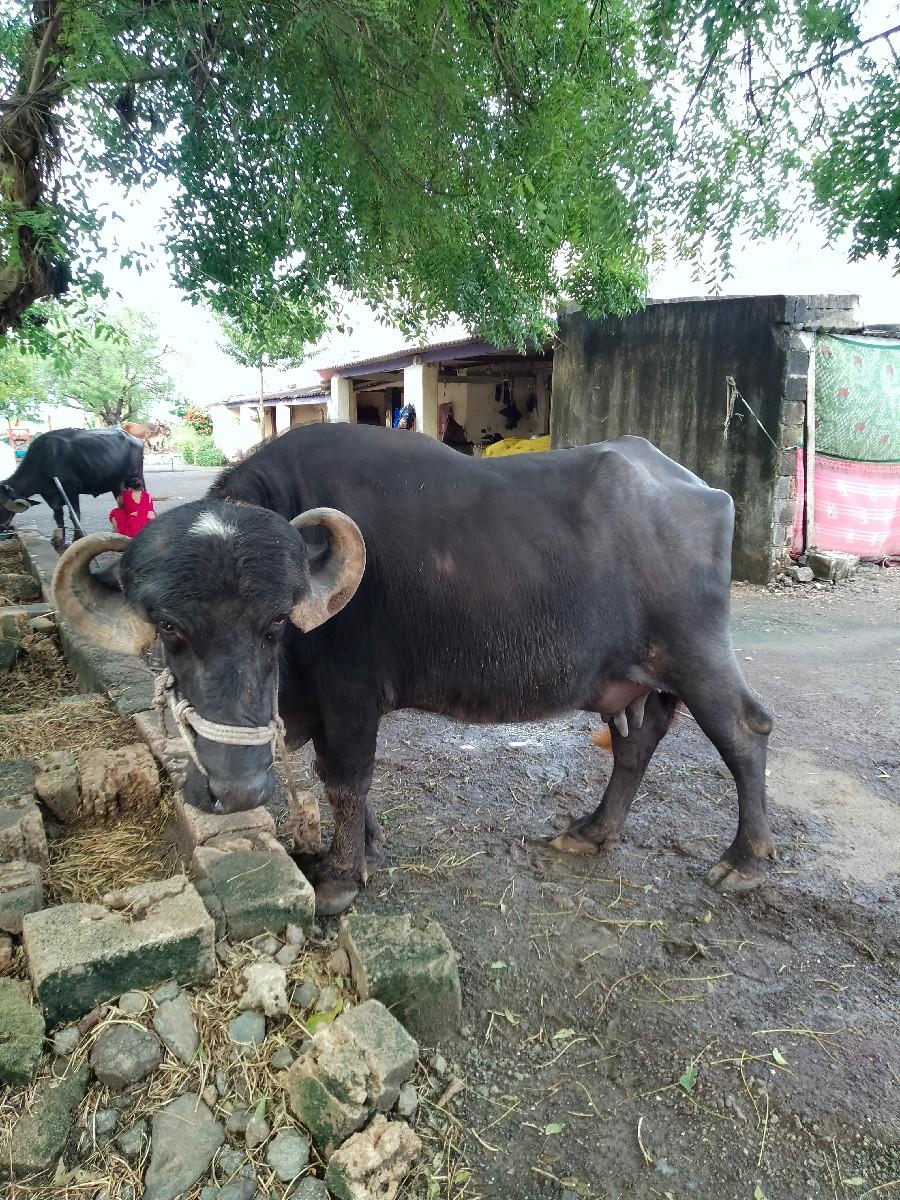 થંબનેલ 3