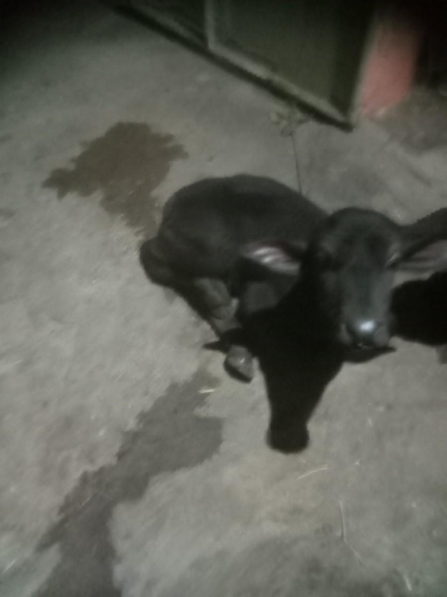 થંબનેલ 2