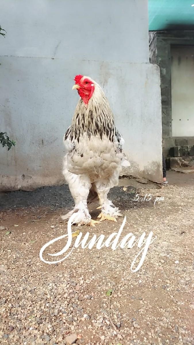 થંબનેલ 2