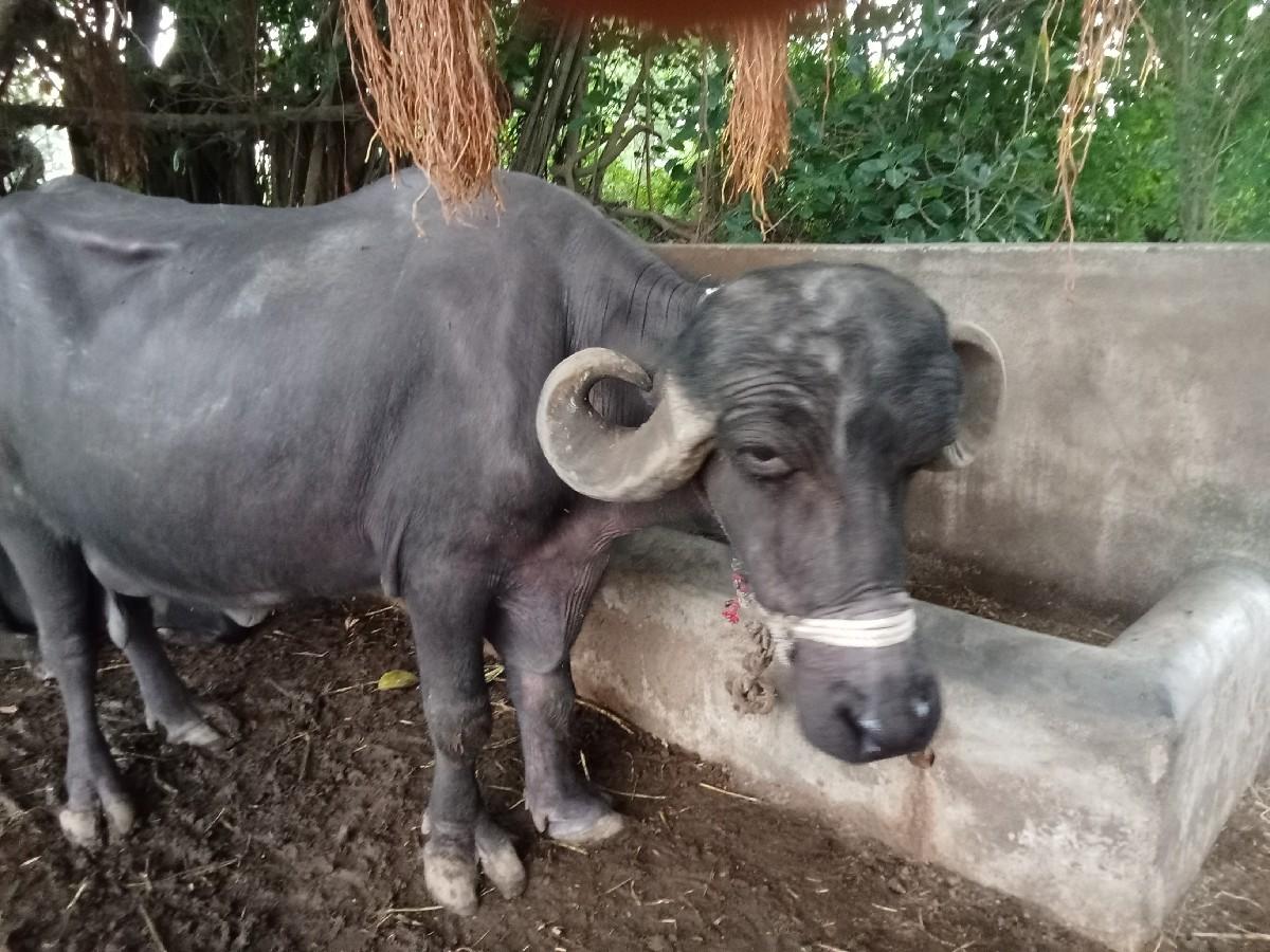 થંબનેલ 3