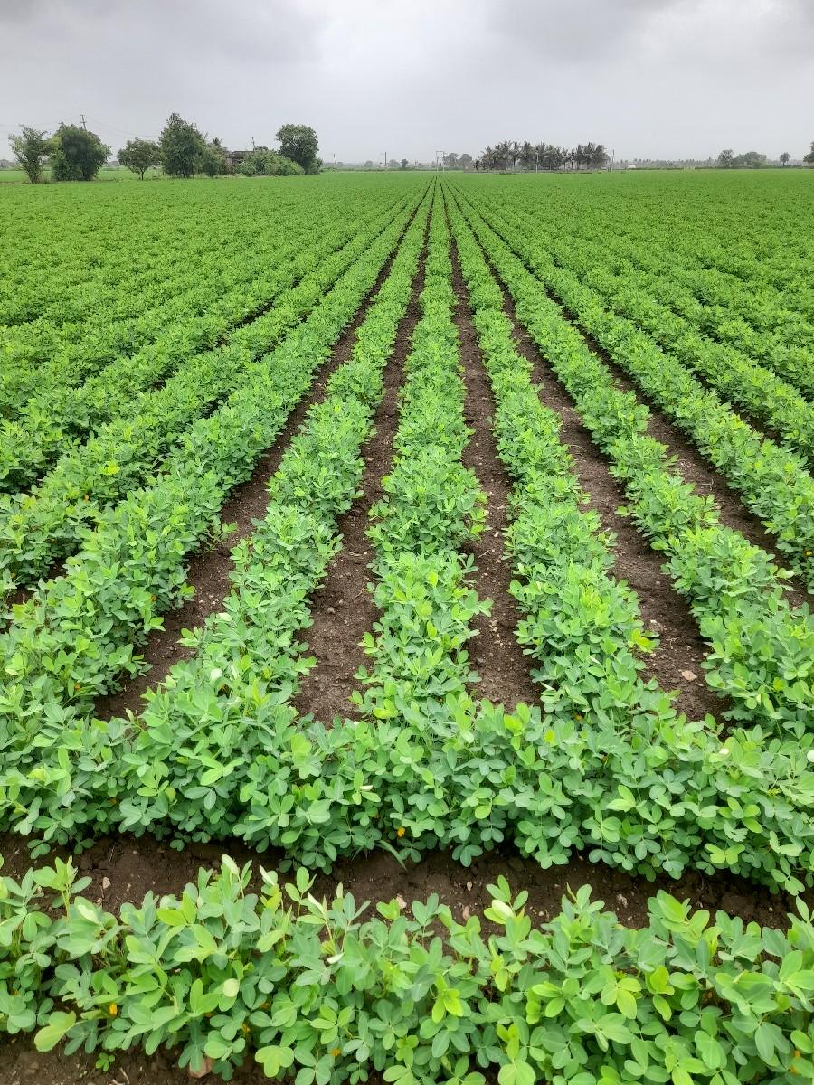 જી20 નુ માંડવિયુ