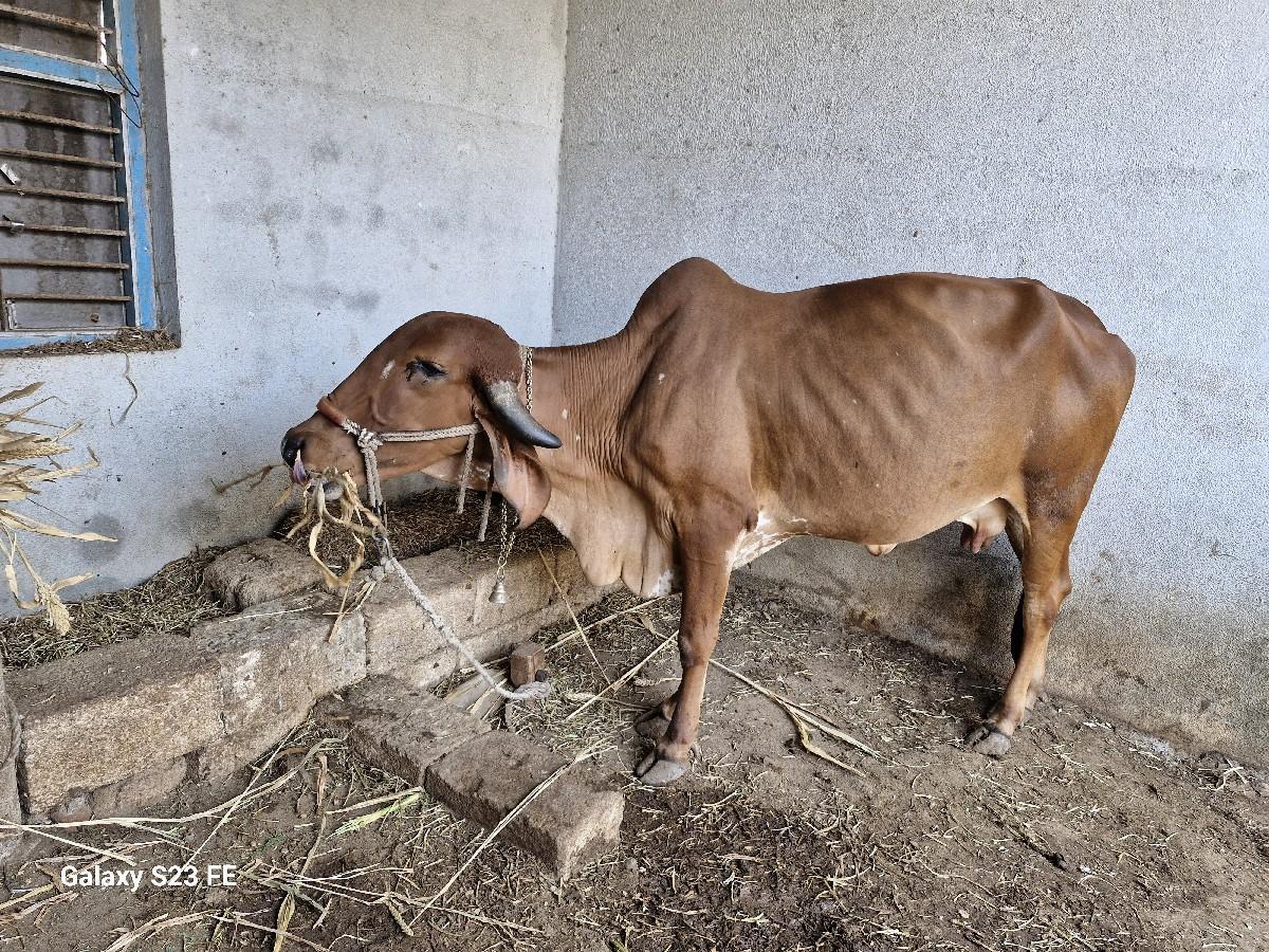 થંબનેલ 3