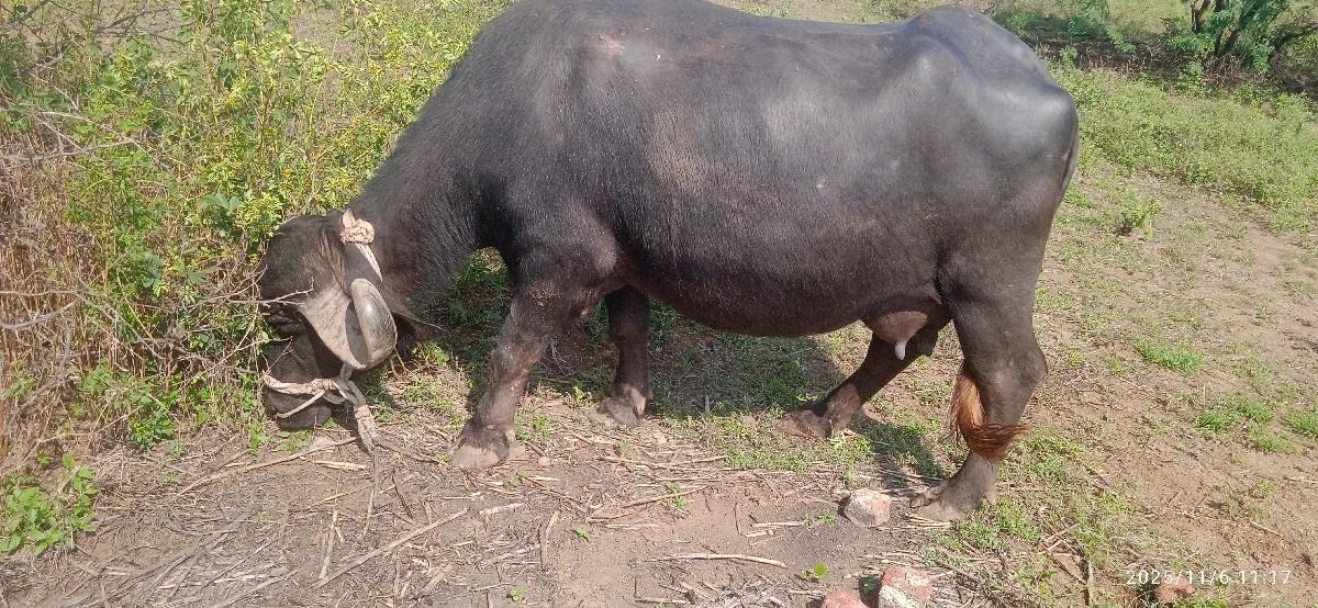 વેચવાની છે