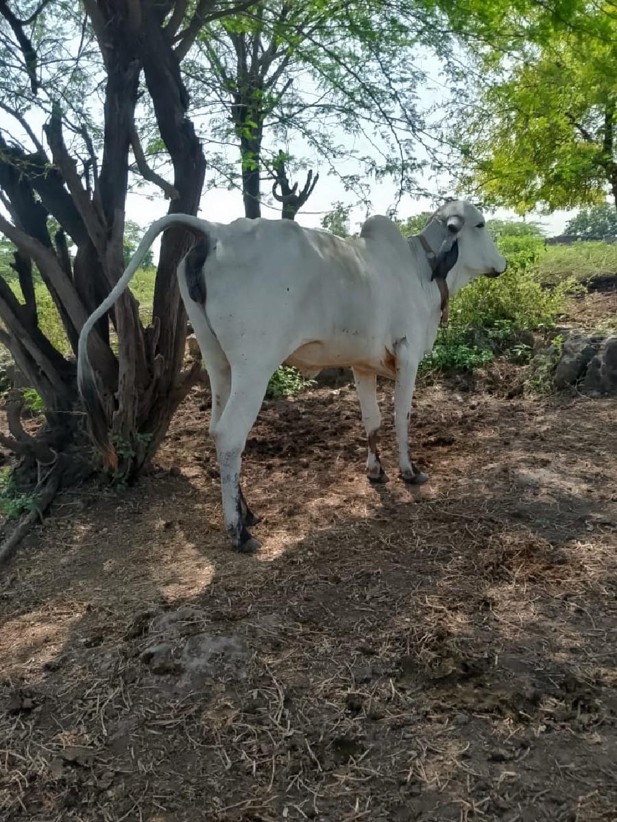 lildi honki vesavani se