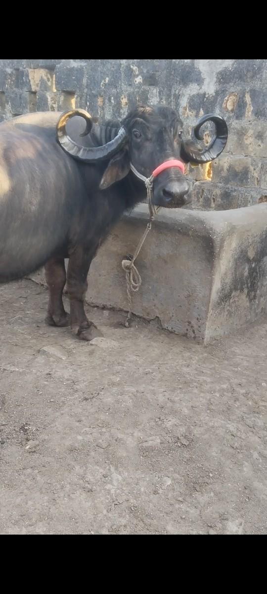 થંબનેલ 2