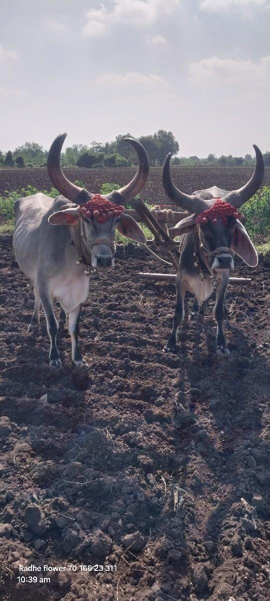 થંબનેલ 3