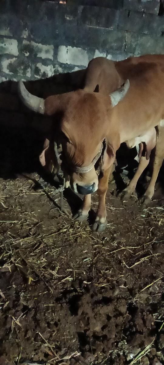 થંબનેલ 2