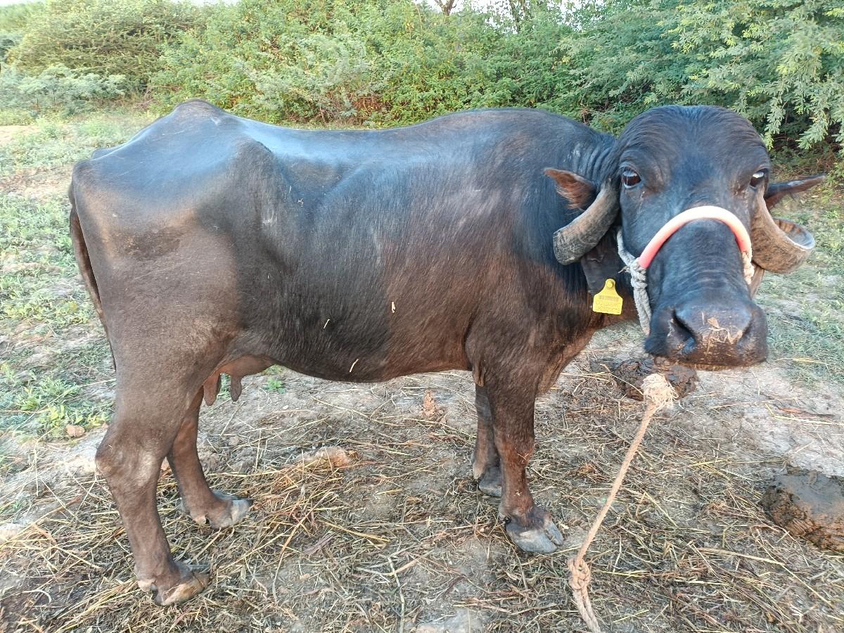 થંબનેલ 2