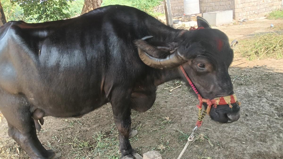 થંબનેલ 3