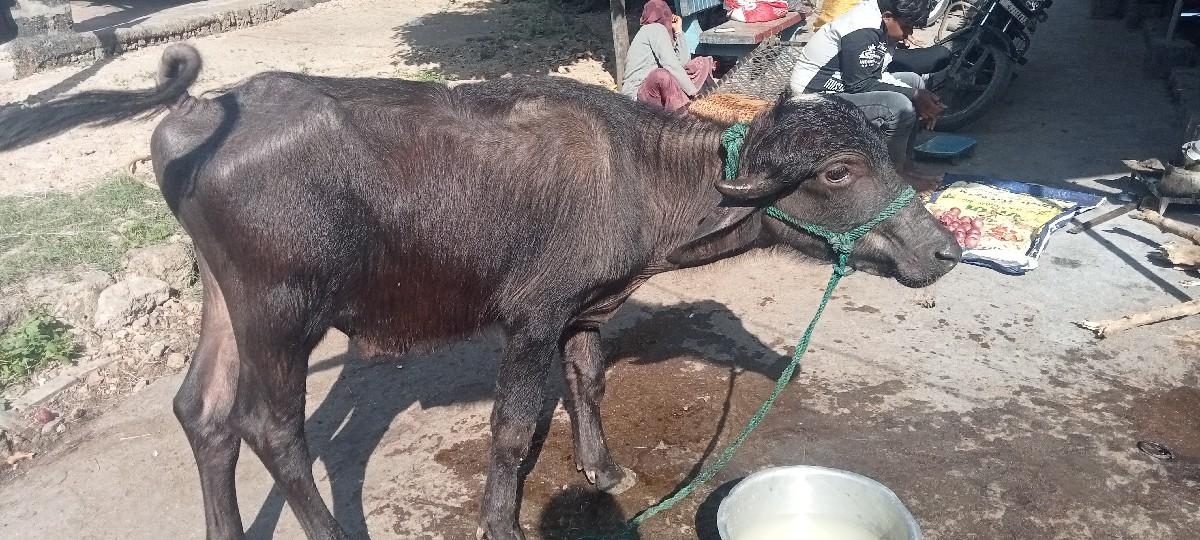 પાડો વેચવાનો છે