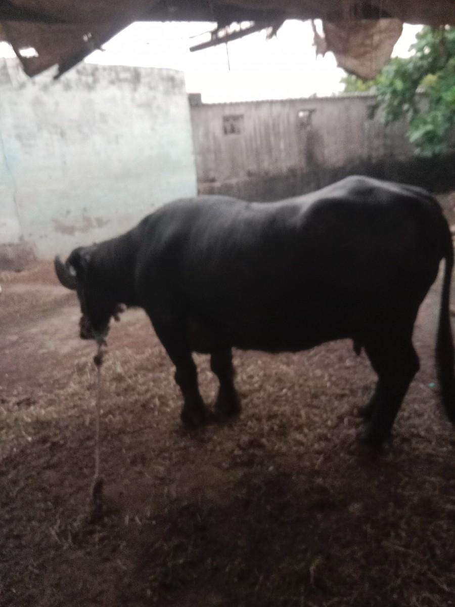 vechvani chhe bhainsh