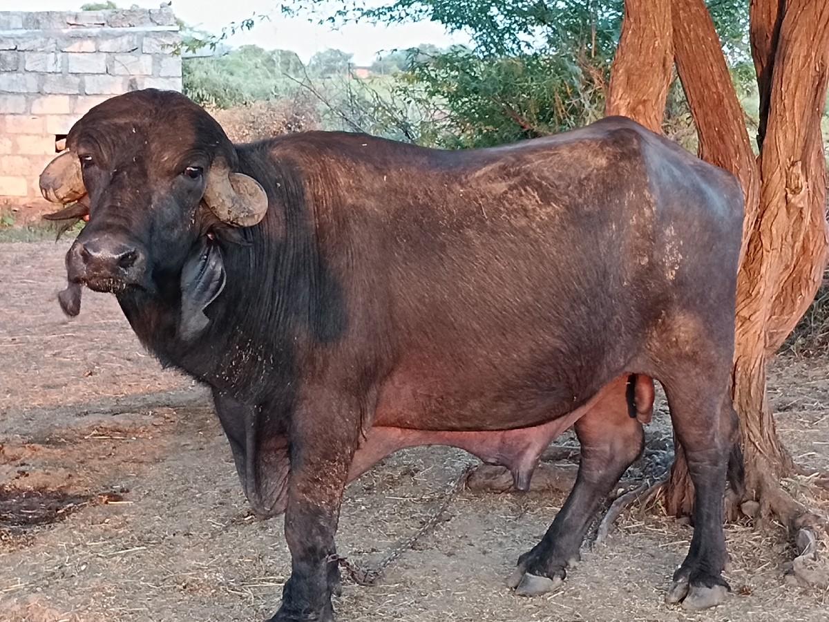 આ પાડો વેસવાનો છે