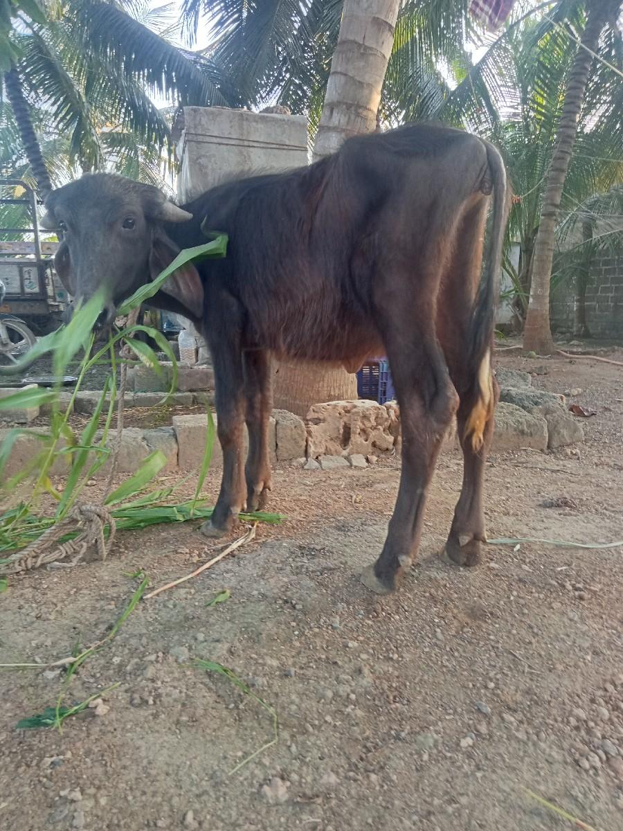 પાડી વૈચવાની છે