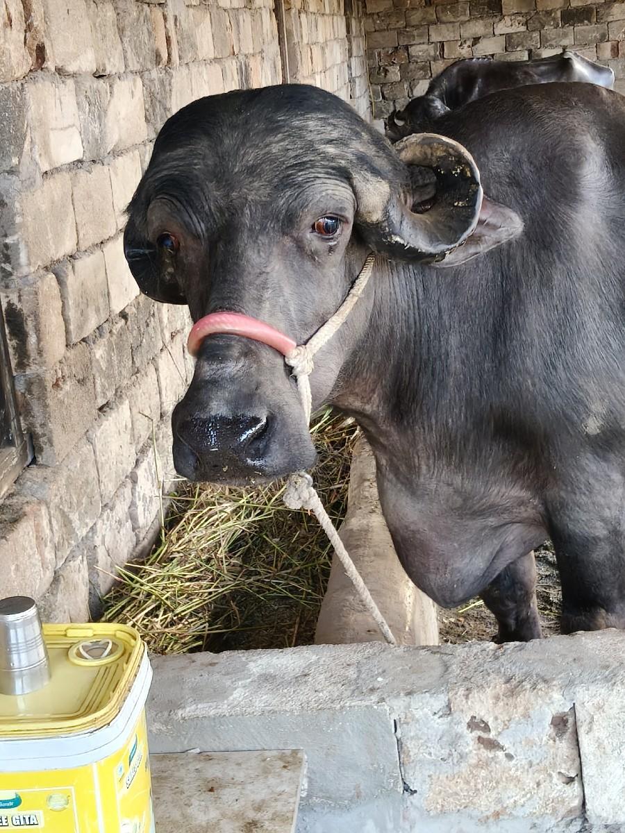 થંબનેલ 2