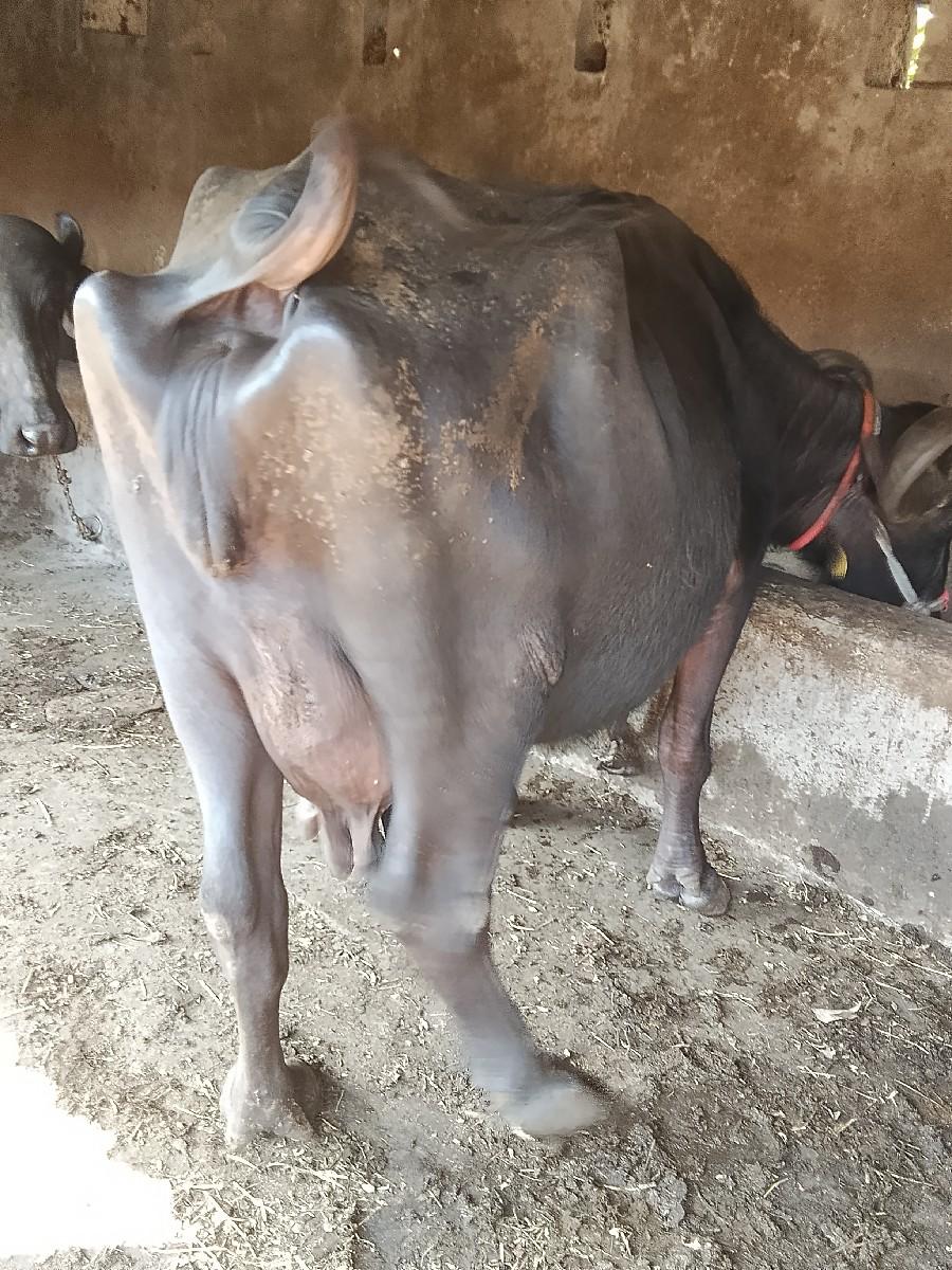 થંબનેલ 2