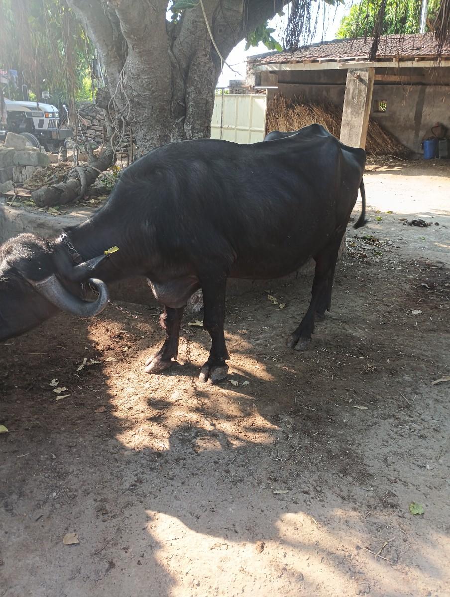 થંબનેલ 3