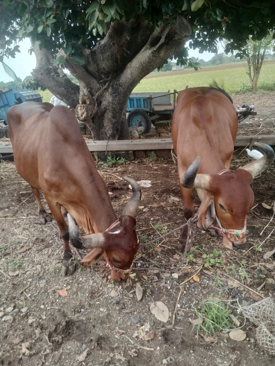 થંબનેલ 2