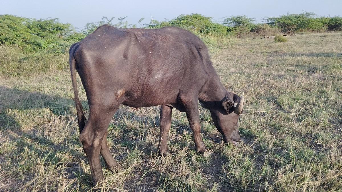 થંબનેલ 2