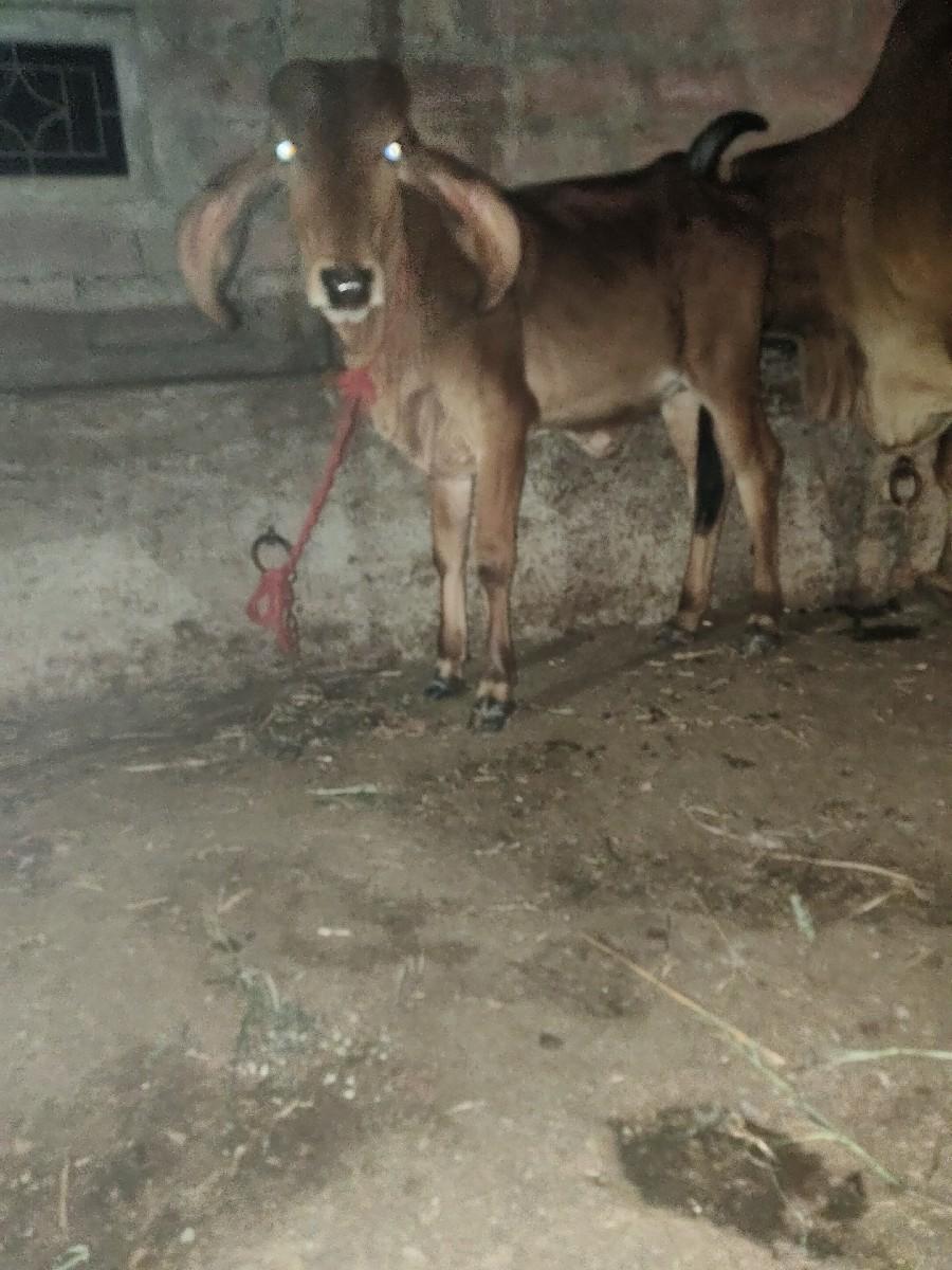 થંબનેલ 2