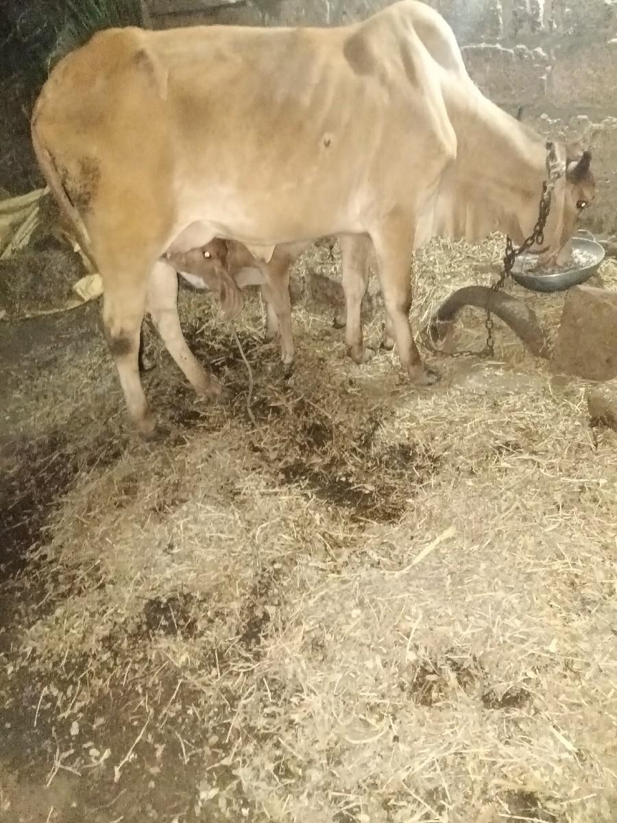 થંબનેલ 2