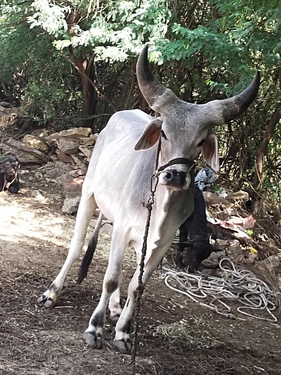 2 & 4 દાતે લેવાનો છે