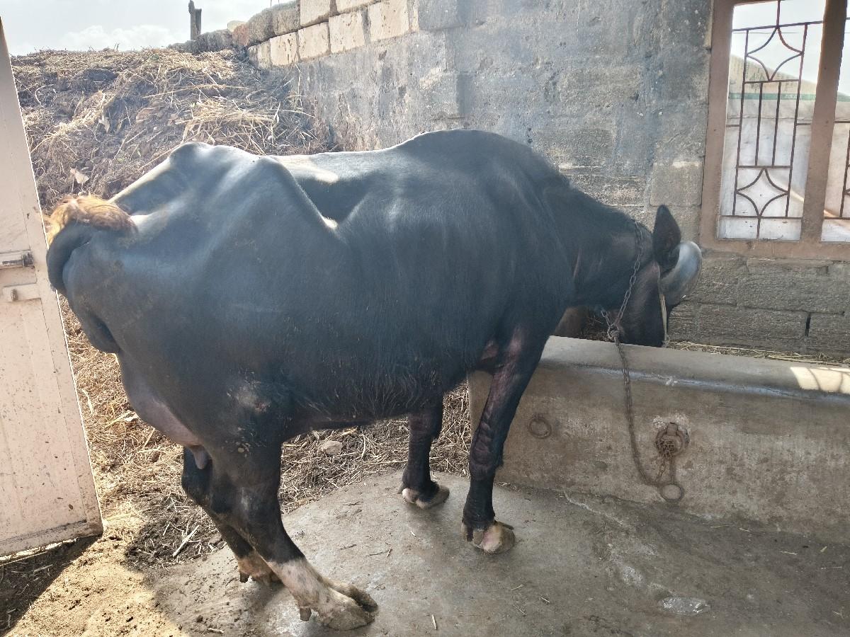 થંબનેલ 2