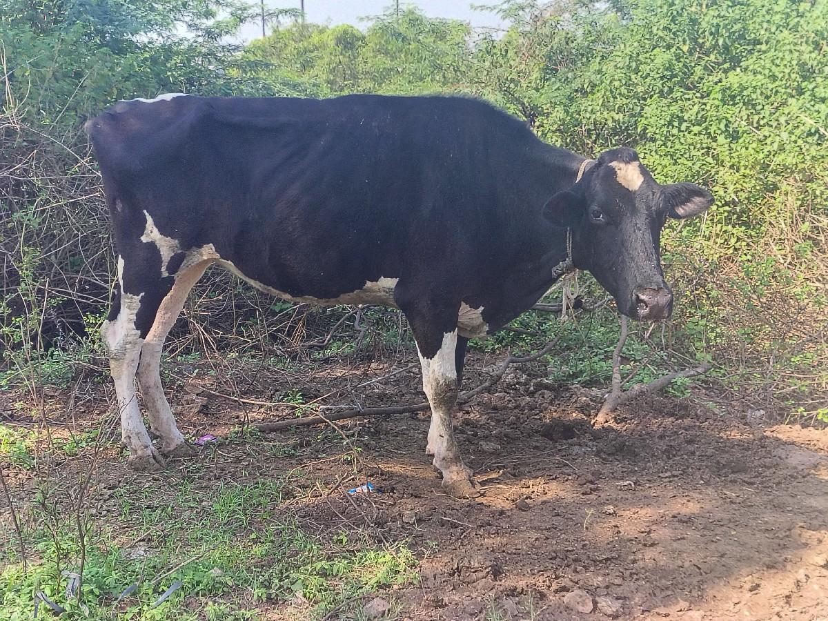 થંબનેલ 2