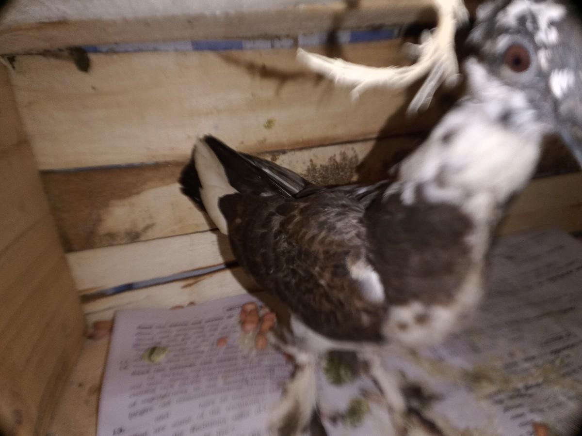 થંબનેલ 2