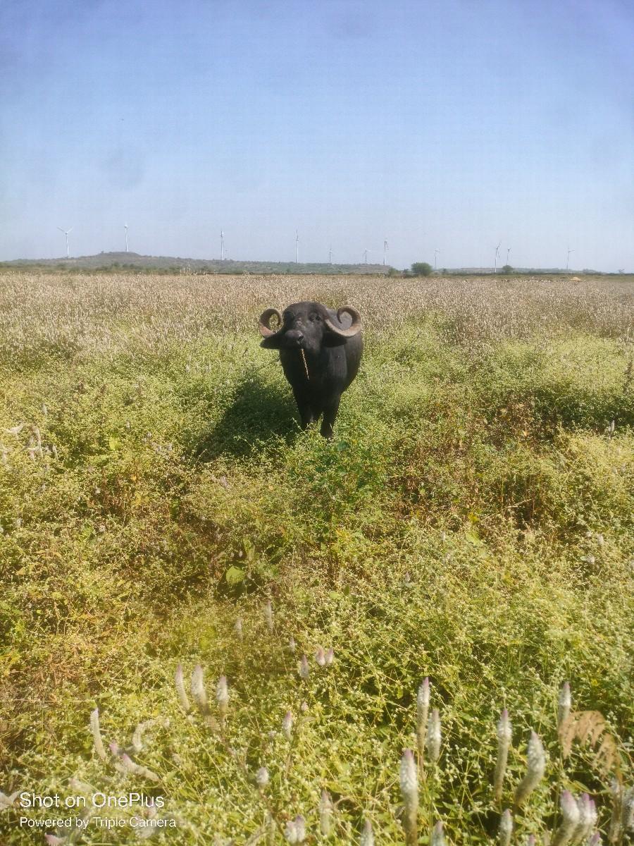 થંબનેલ 2