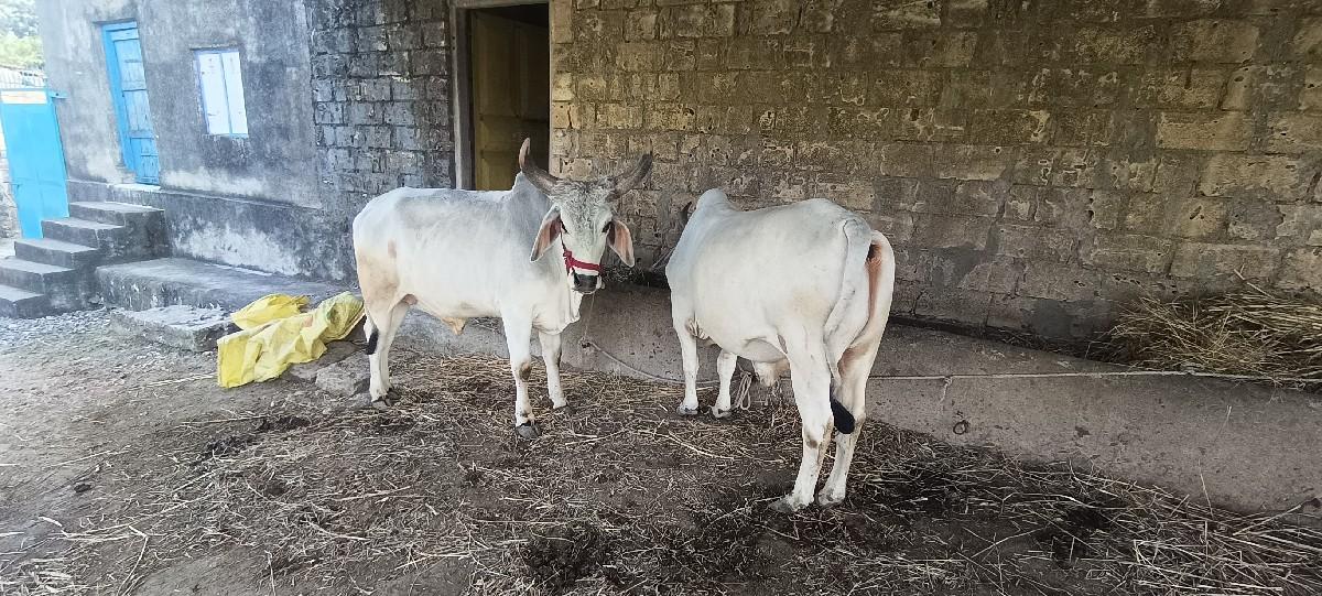 ગોઢલા વેચવાના છે