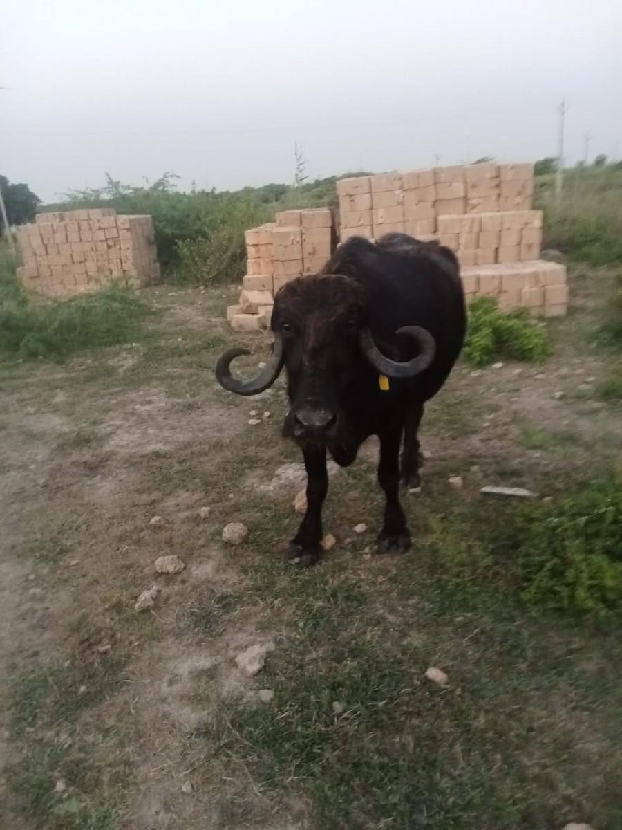 થંબનેલ 2