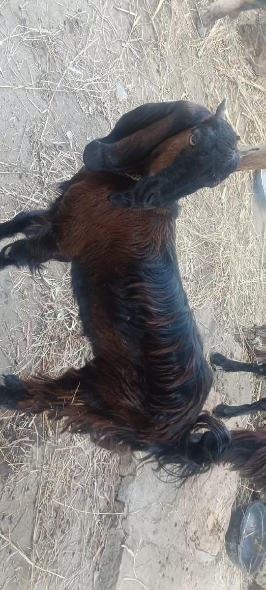 થંબનેલ 2