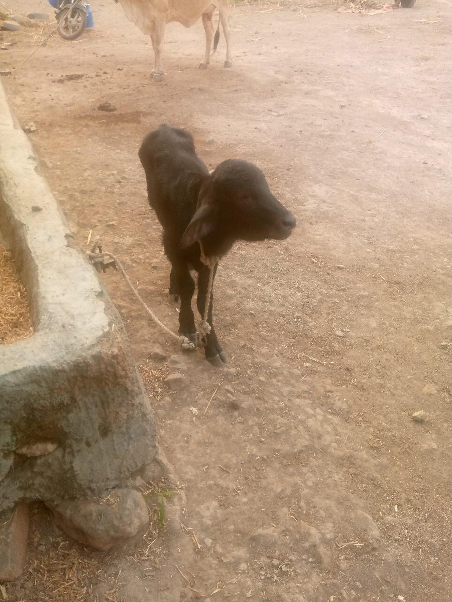 થંબનેલ 2