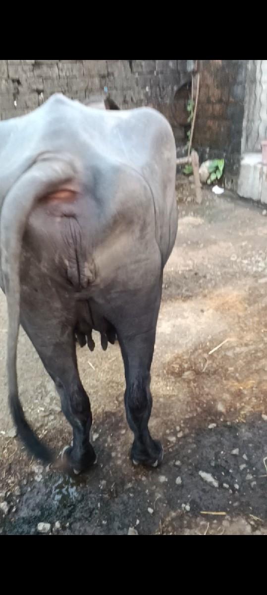 વેચવા ની