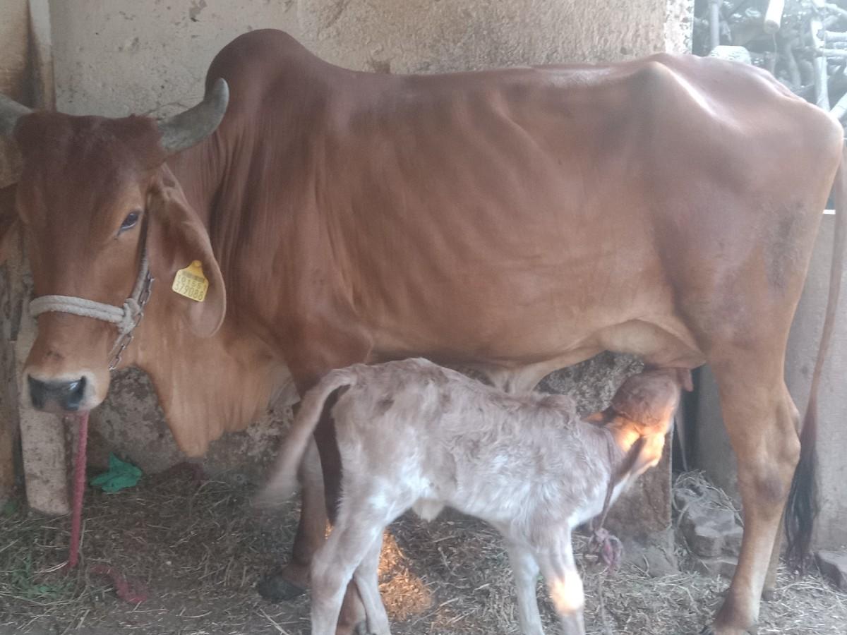 થંબનેલ 2