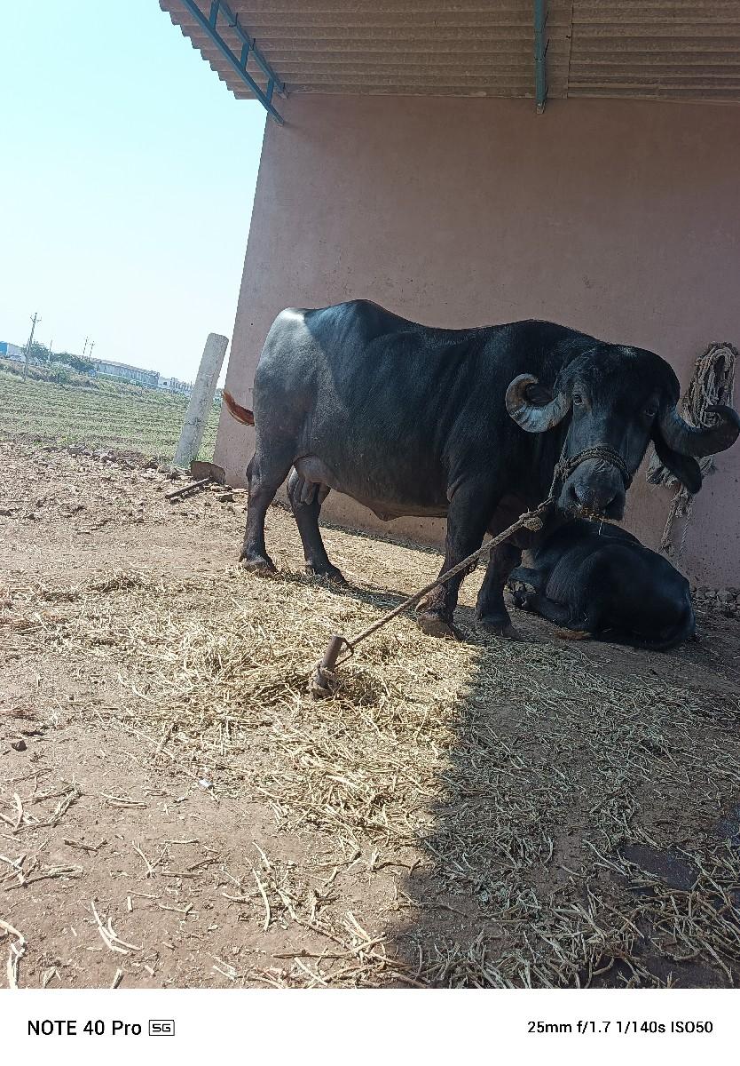 7 litar dudh 1vetarma