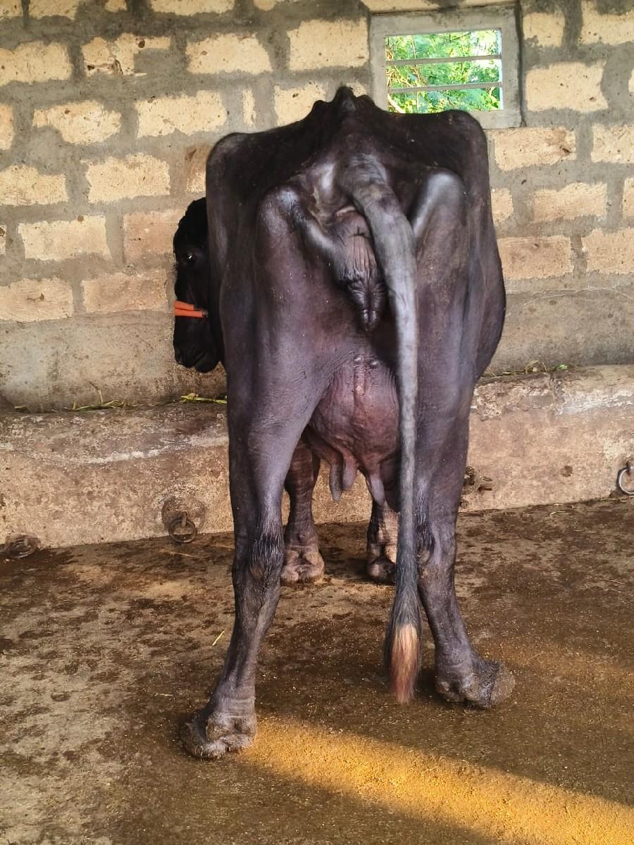 થંબનેલ 6