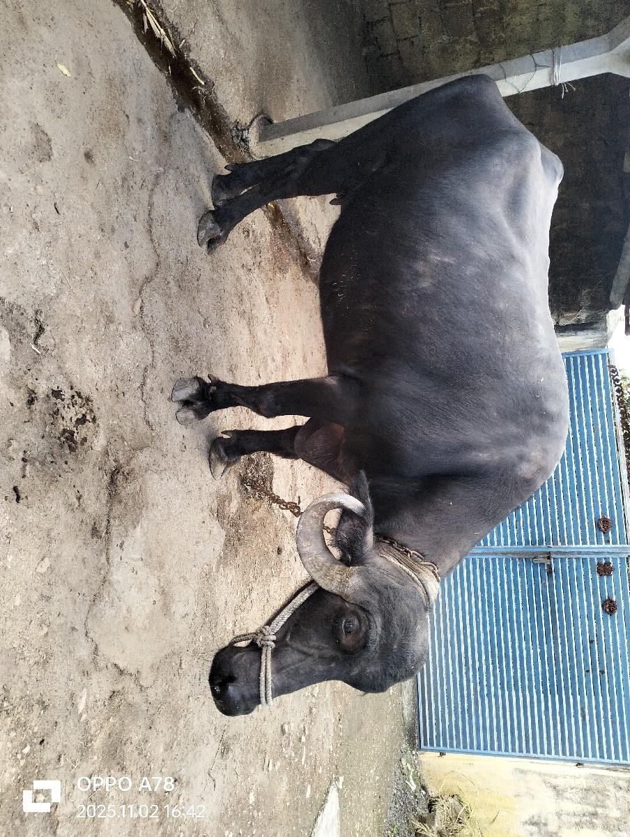 થંબનેલ 2