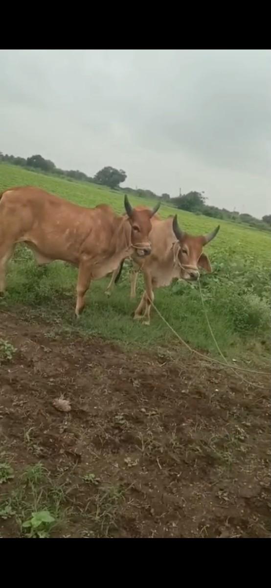 થંબનેલ 2