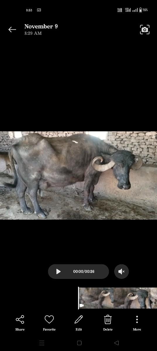 ભેંશ વેચવાની છે