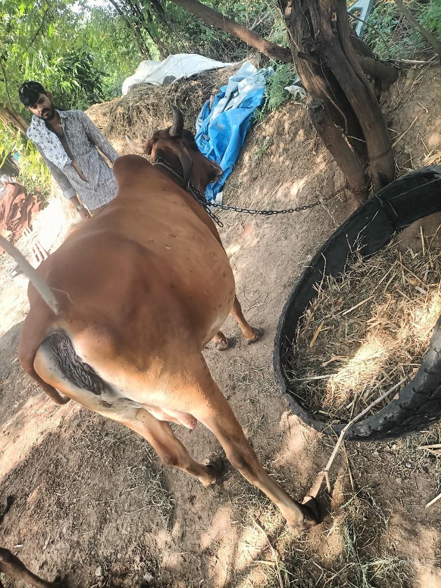 ગાય વેચવાની હે