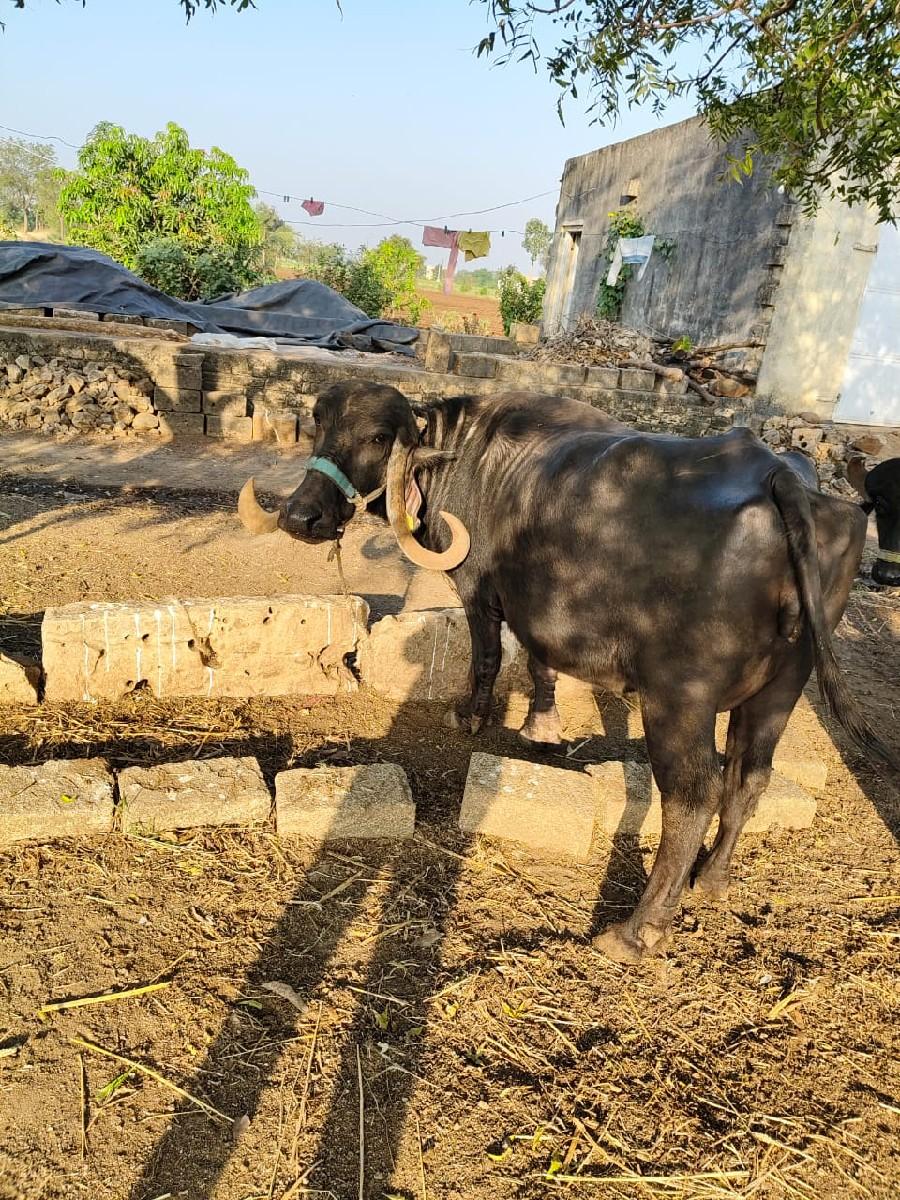 થંબનેલ 2