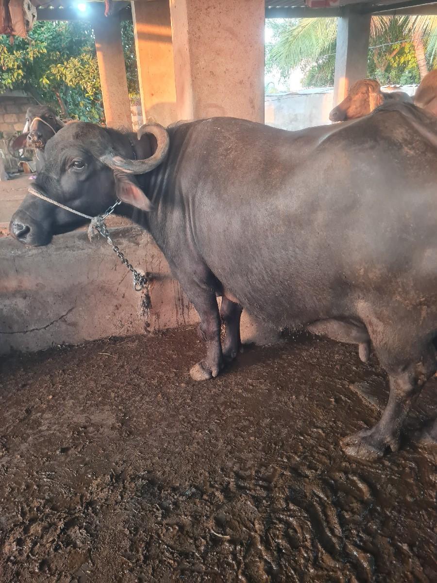 થંબનેલ 3