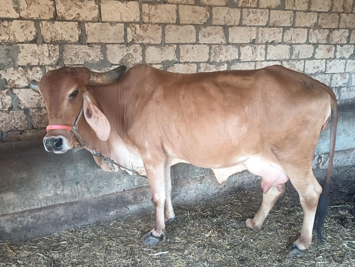 5 લીટર દૂધ 
5 દીમા વાયાવાની છે